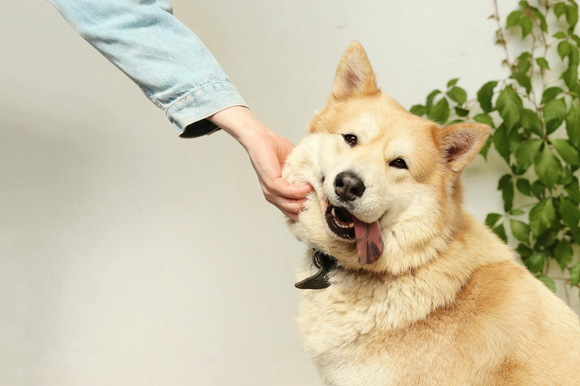 Une personne qui caresse un chien