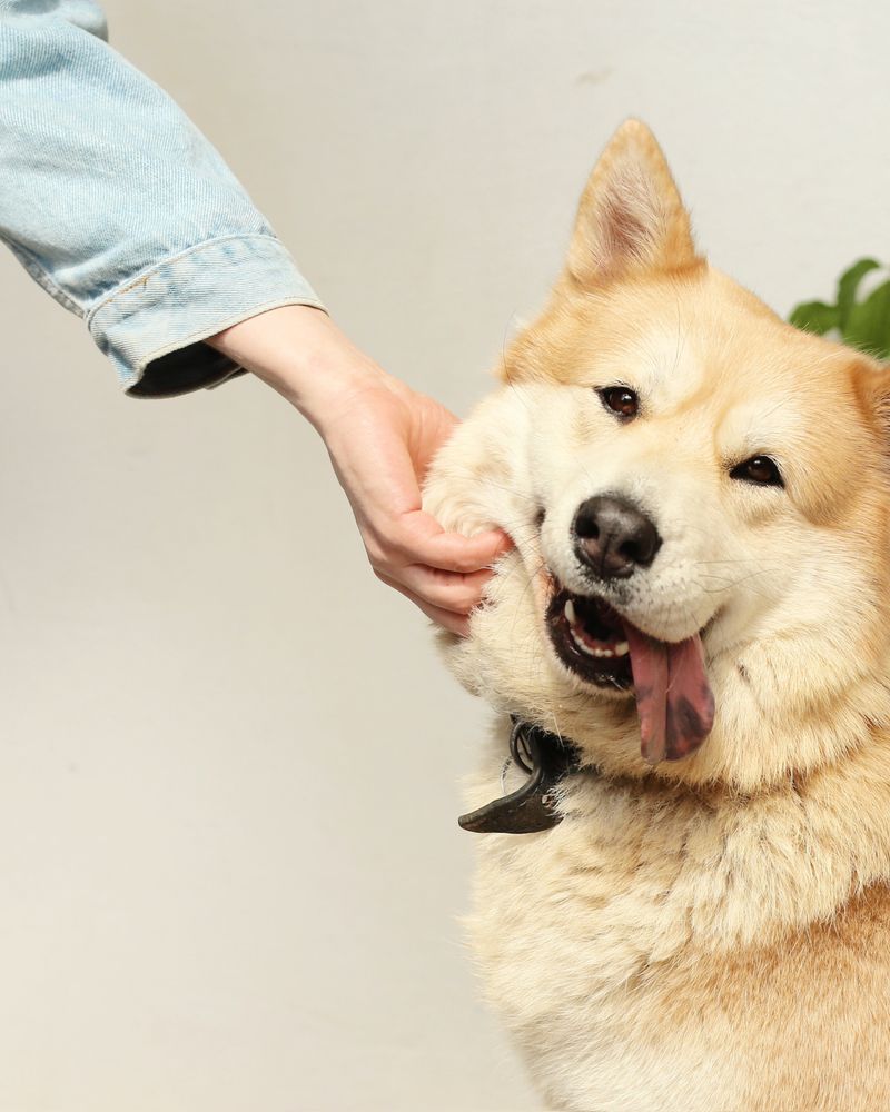 Pessoa a acariciar um cão