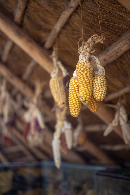 Corncobs Hanging on Ceiling