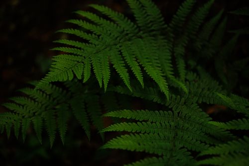 Free Close-up of vibrant green fern leaves with a dark, lush background. Stock Photo