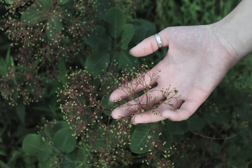 Free From above of anonymous person holding inflorescence of green bush in hand in garden Stock Photo