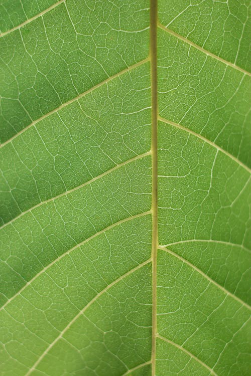 Extreme Close-up of a Leaf Structure