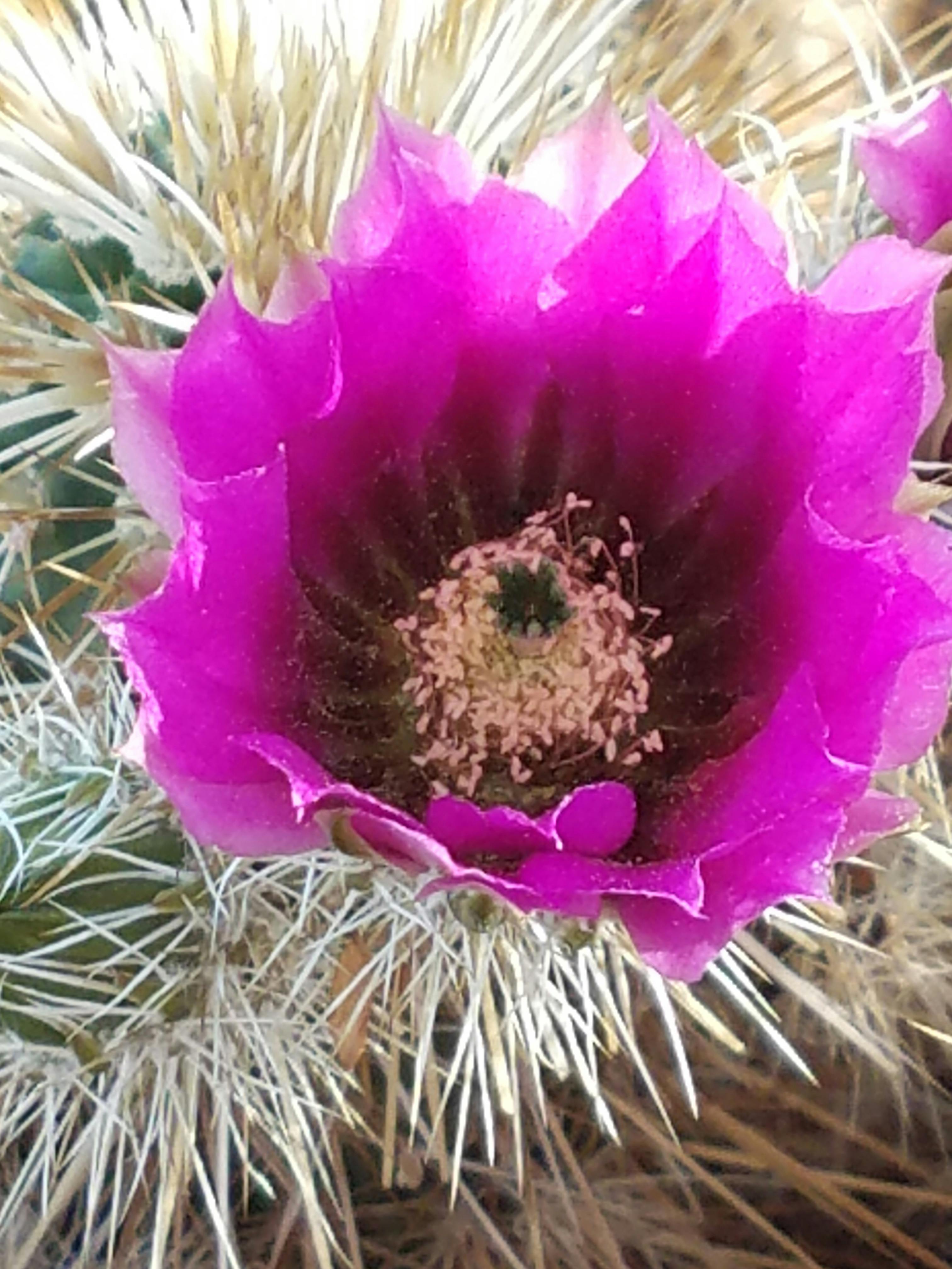 Free stock photo of arizona, cactus flower, desert