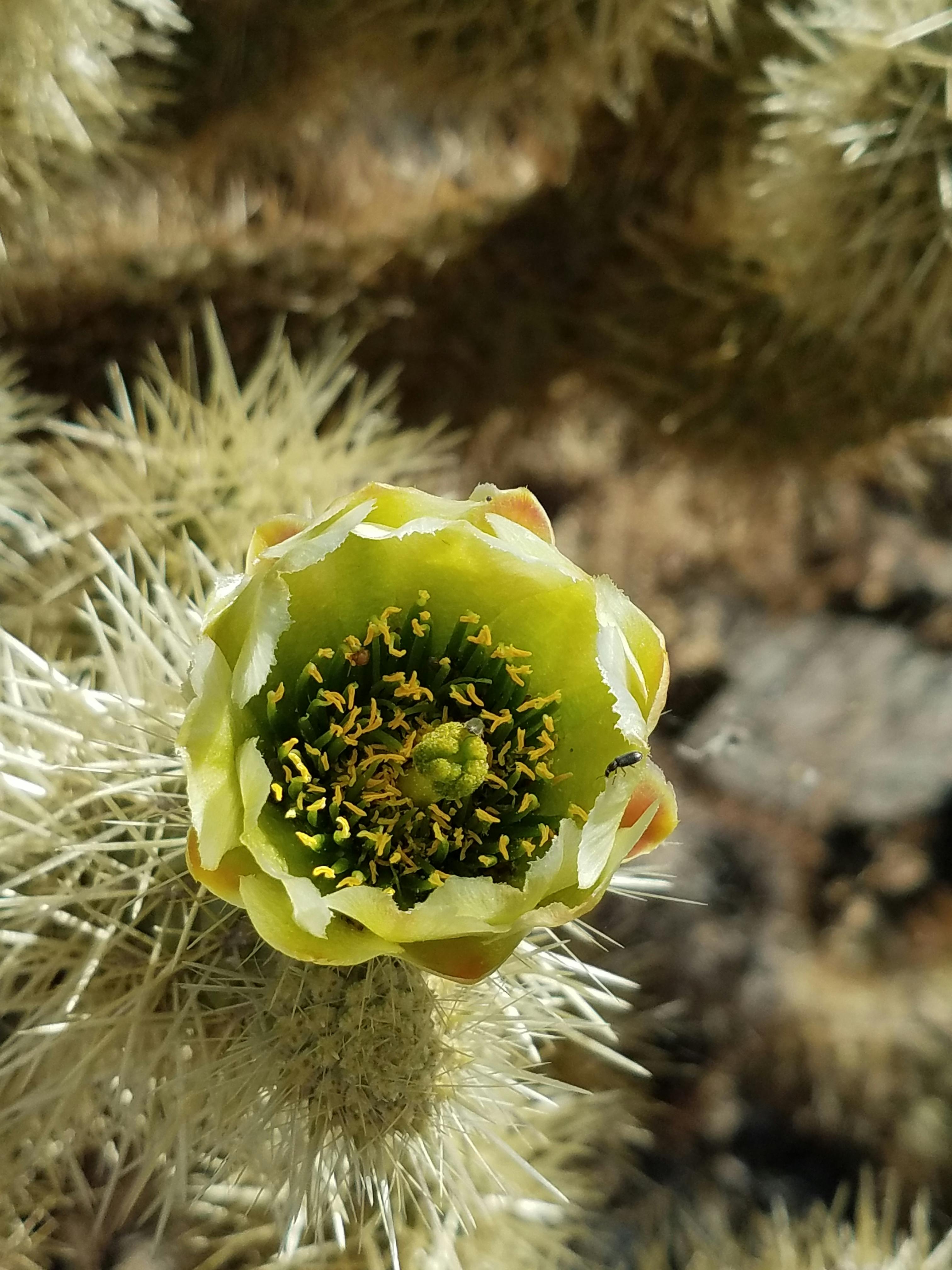 Free stock photo of cactus flower, desert flower, yellow