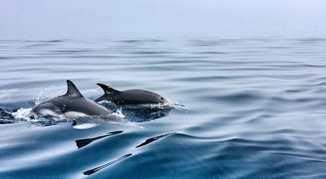 Scenery of wild dolphins floating peacefully in rippling clean seawater under blue sky