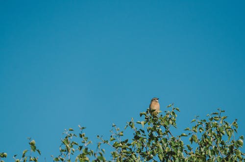 Free stock photo of bird, blue sky, desert plant