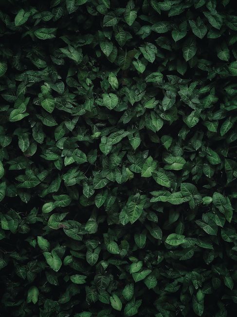 Abstract background of green plant leaves forming living fence or wall in summer garden