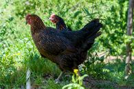 Side view chickens with dark brown feathers walking on lush sunny meadow in countryside