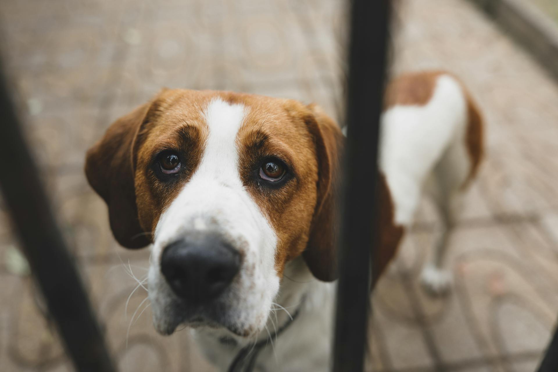 Van bovenaf zie ik een ongelukkige Engelse Foxhound met bruine en witte vacht die achter metalen tralies staat en verdrietig omhoog kijkt .