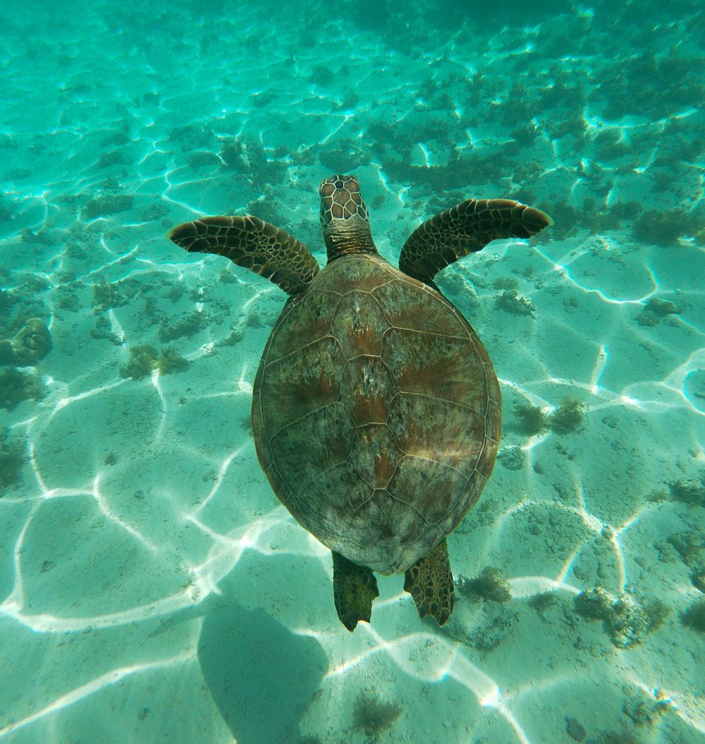 Tortue verte dans une eau turquoise