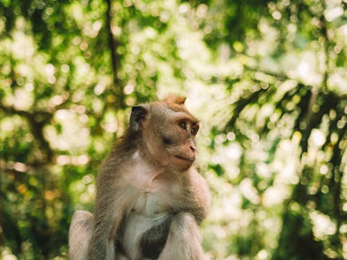 Macaque in Summer