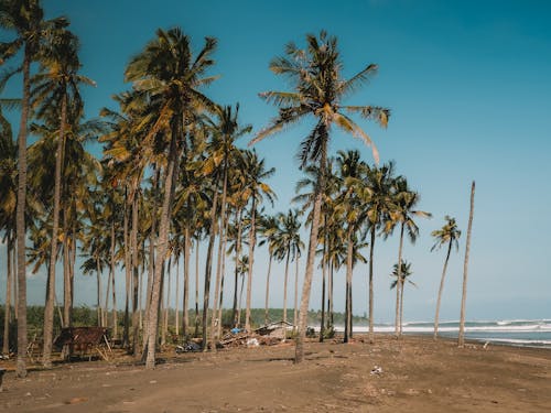 View of Palm Trees on the Beach under Blue Sky 