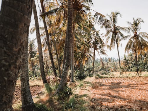 Coconut Trees on Brown Field