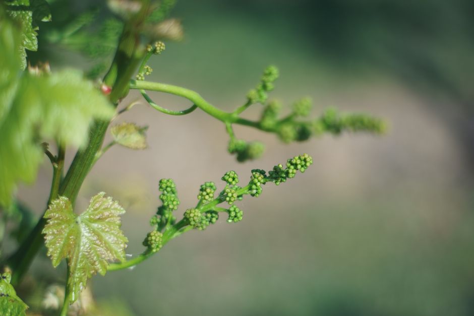 Close-up image of immature green grapes on a vine in Fellbach vineyard.