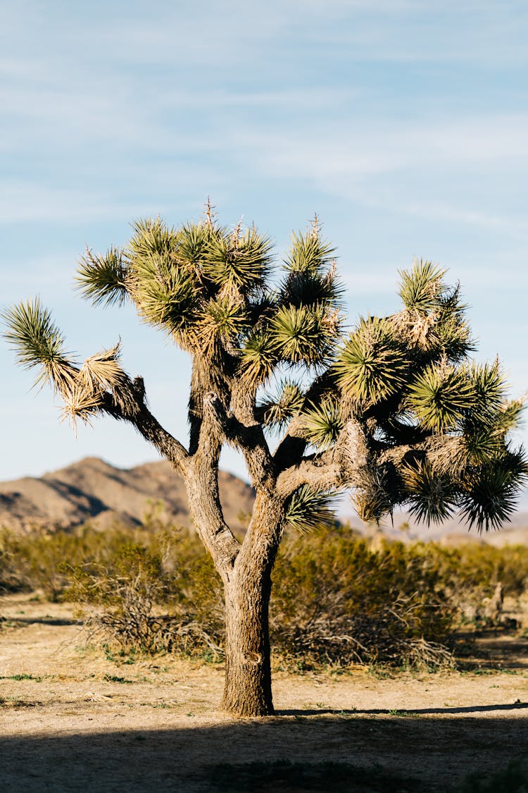 Joshua Tree Growing In Arid Park