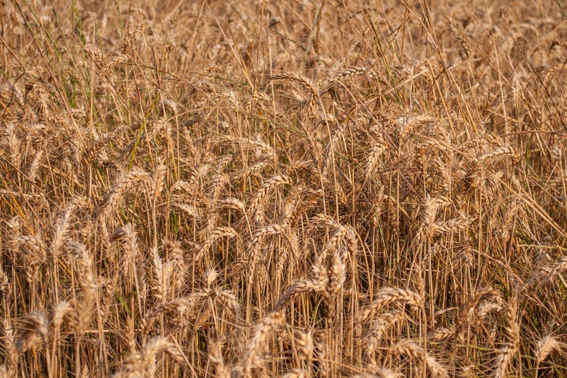 Безкоштовне стокове фото на тему «жито, зерно, золотистий»
