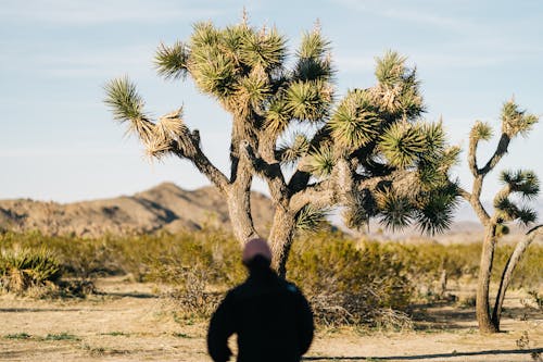 Back view unrecognizable person in casual wear strolling towards green Joshua tree with sharp linear leaves growing in arid terrain