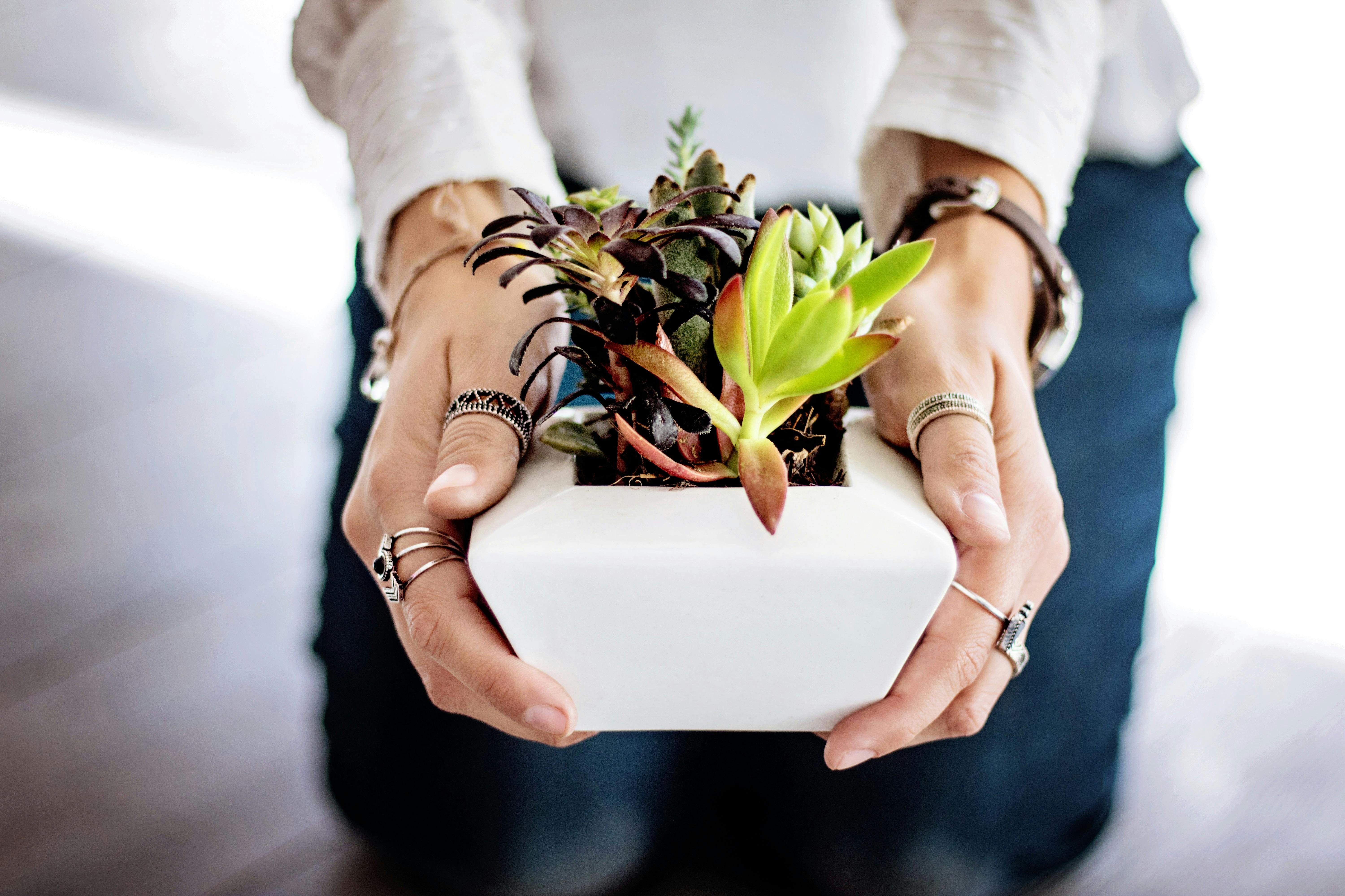 succulents-hands-woman-female-442404.jpeg?cs=srgbu0026dl=hands-plant-blur-442404.jpgu0026fm=jpg