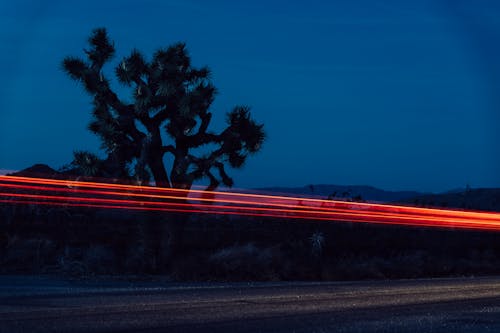 Long exposure of shining flashlights above dirt road near big Joshua tree in desert at night