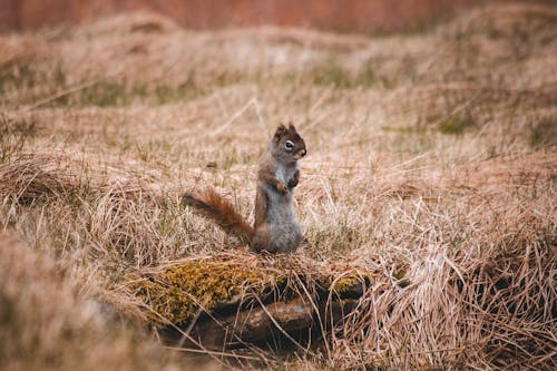 Free Full body small cute squirrel standing on hind legs amidst dry grassland and looking at camera with curiosity Stock Photo