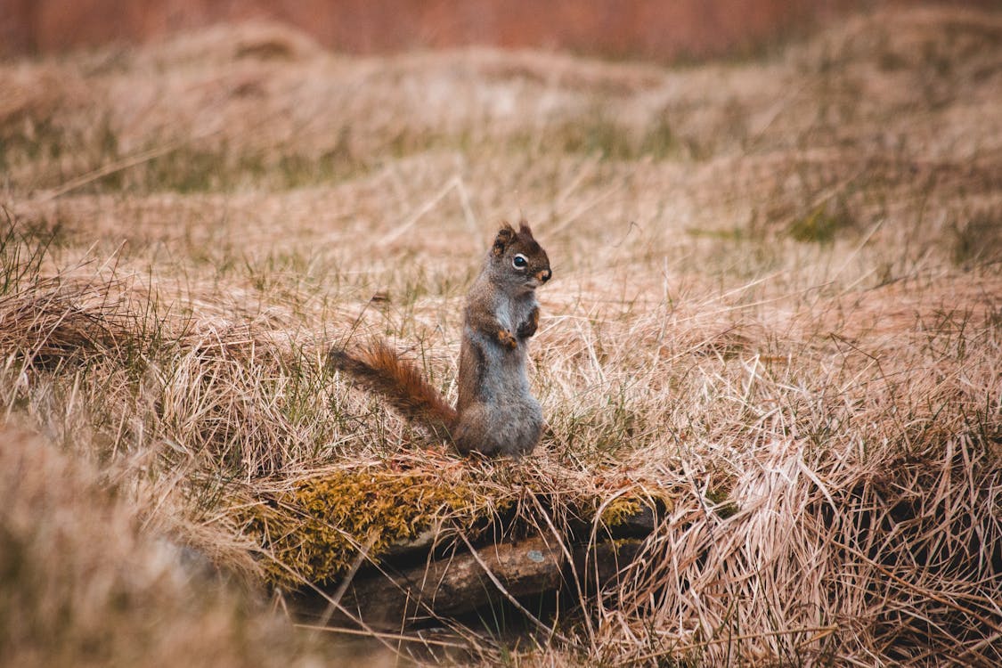 Funny squirrel on dry grassy meadow · Free Stock Photo