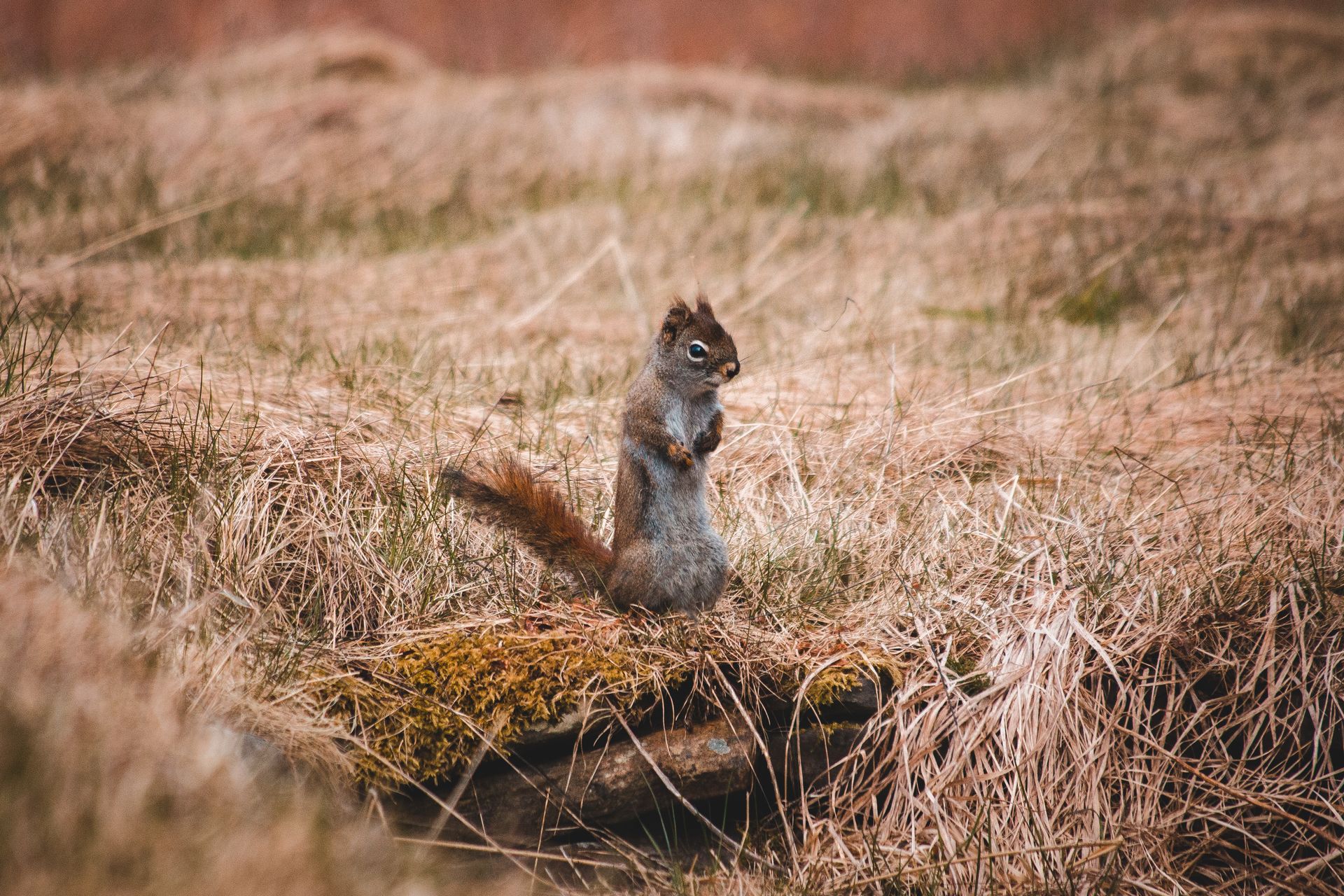 Full body small cute squirrel standing on hind legs amidst dry grassland and looking at camera with curiosity