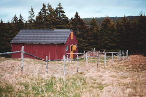 Shabby barn on grassy meadow near coniferous forest