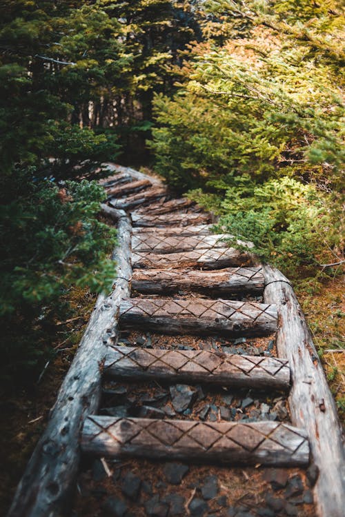 Log footpath running through lush forest · Free Stock Photo