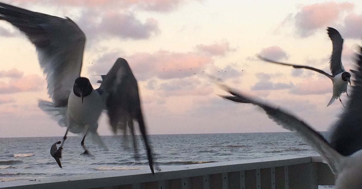 Free stock photo of angry birds, beach, beach sunset