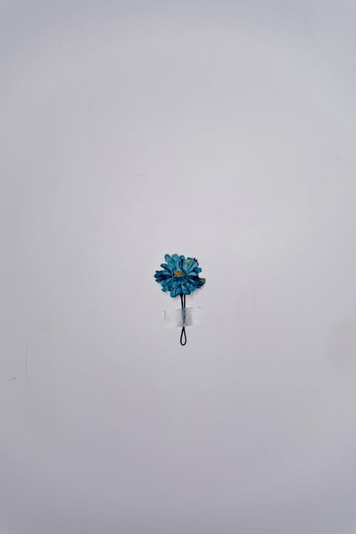 Blue Flower Hanging On The White Surface