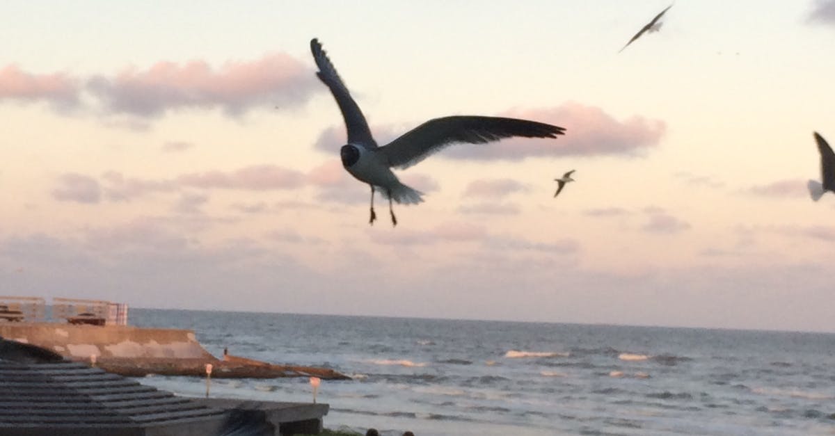 Free stock photo of angry birds, beach, beach sunset