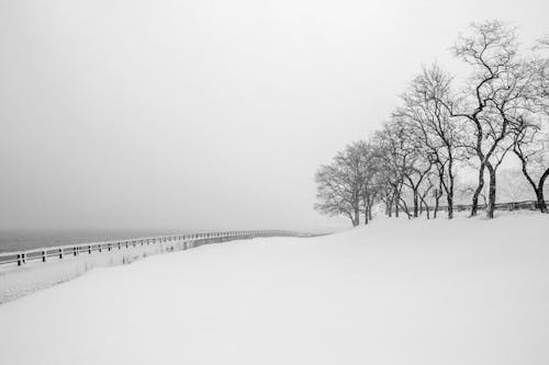 Photos gratuites de arbres nus, ciel clair, échelle des gris