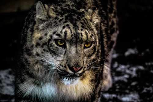 Free stock photo of big cat, carnivore, carnivores Stock Photo