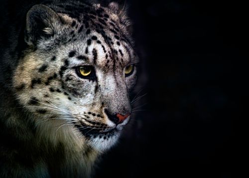 Free stock photo of big cat, carnivore, carnivores Stock Photo