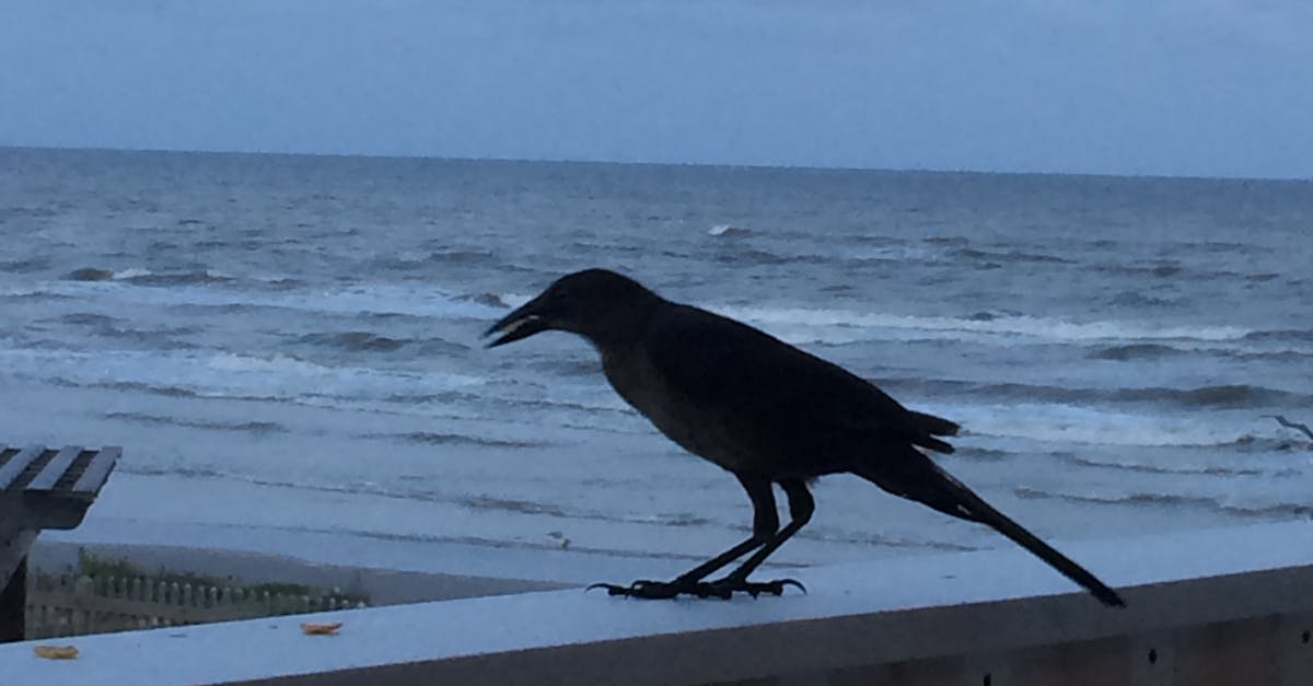 Free stock photo of beach, bird, black