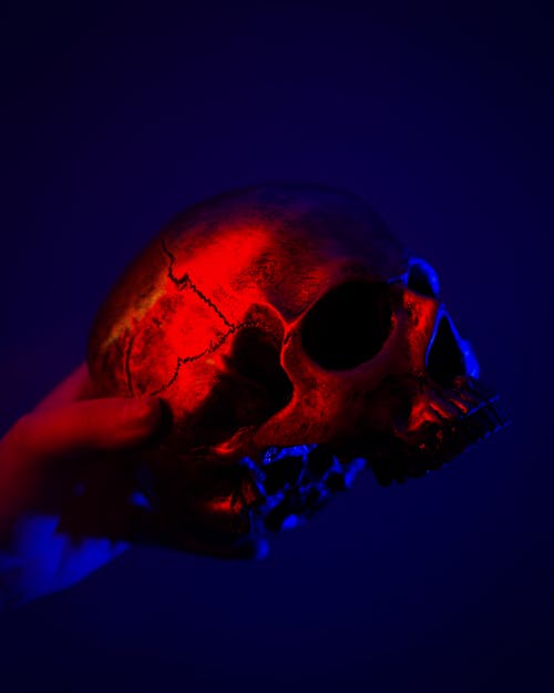 Free Close Up Photo of a Skull with Cracks Stock Photo