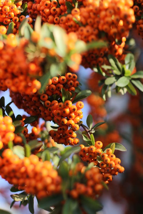 Free Clusters of Orange Berries and Green Leaves Stock Photo