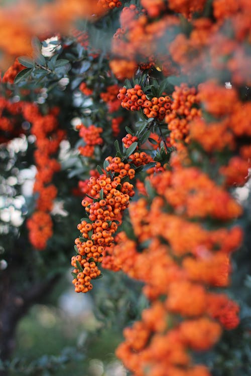 Free Closeup of lush scarlet firethorn tree with green leaves and small red berries growing in garden Stock Photo
