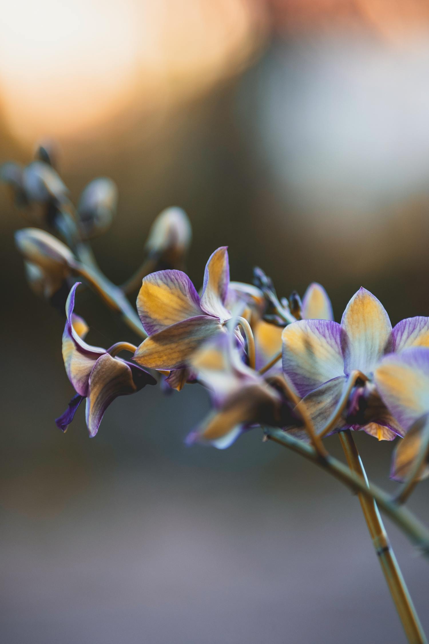 Blooming orchid flowers growing in park · Free Stock Photo