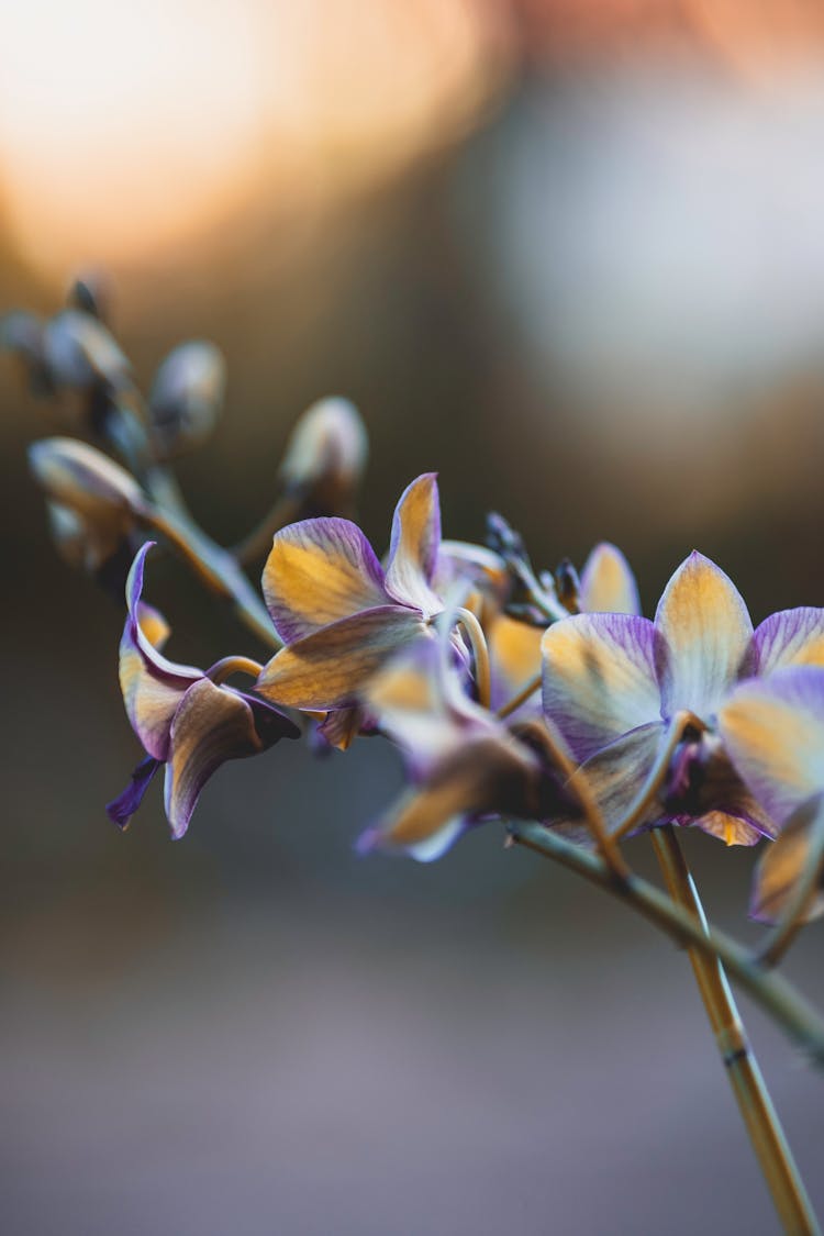 Blooming Orchid Flowers Growing In Park