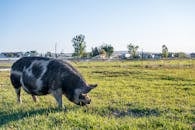 Hairy pig eating grass in village