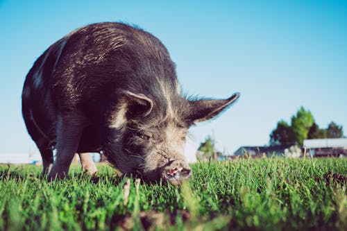 Big domestic pig grazing in farmyard