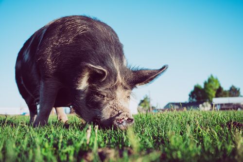 Free Ground level of hairy Kunekune domestic pig sniffing grass while grazing in paddock against cloudless blue sky Stock Photo