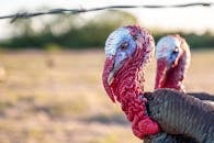 Wild turkeys standing on pasture in farm