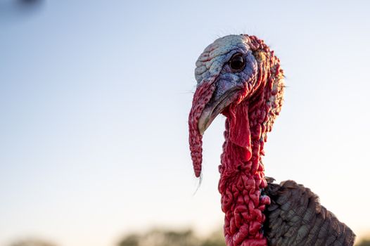 Low angle of Bronze turkey with red caruncles and snood against cloudless blue sky