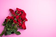 柔和的粉红色背景上点缀着充满活力的红玫瑰，令人惊叹，非常适合浪漫的场合