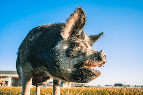 Ground level of funny hairy Kunekune pig pasturing on grassy meadow in farmyard against cloudless blue sky