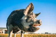 Spotted domestic pig standing on meadow in countryside