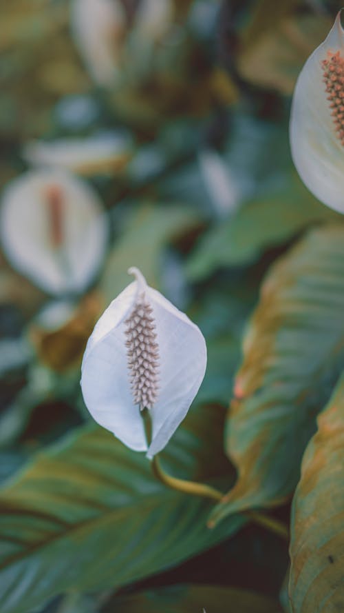 Delicate Spathiphyllum cochlearispathum flowers with fresh green leaves in garden