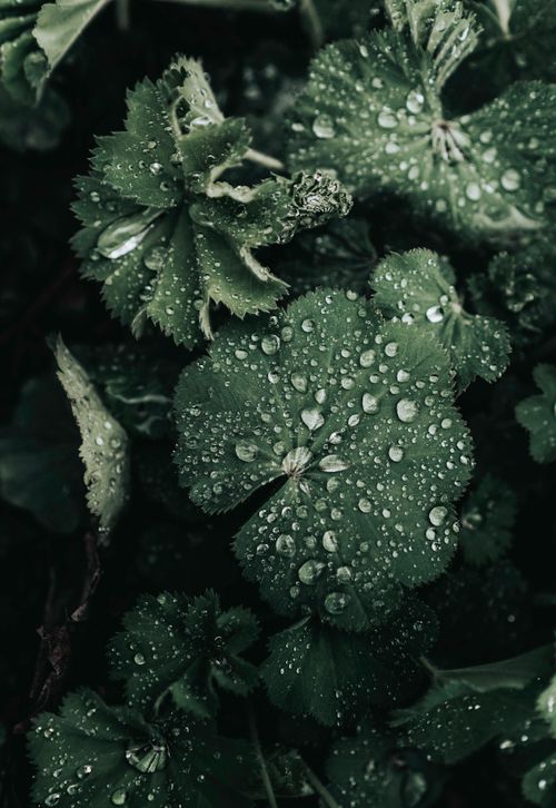Free Macro shot of lady's mantle leaves with dew droplets, showcasing natural beauty and texture. Stock Photo